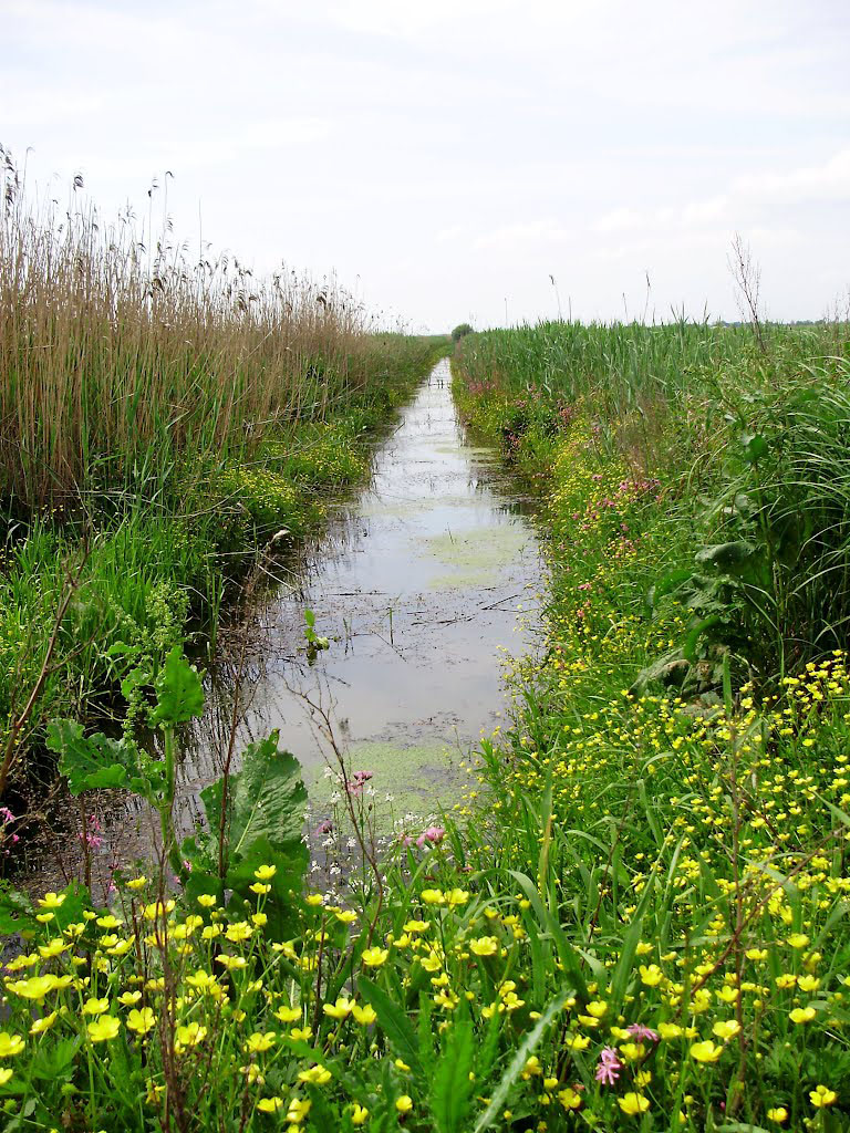 Літнянка (Летнянка)